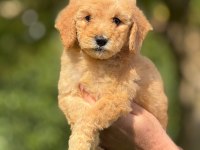 ORJİNAL LABRADOODLE YAVRULARIMIZ