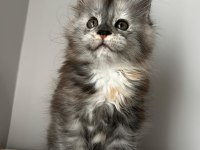 Full Şecereli Dişi Maine Coon
