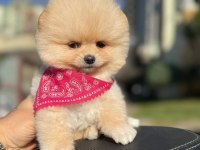 Sevimli Pomeranian Boo Yavrularımız