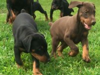 Piyasa Sefiri Doberman Çivi Gibi Kulaklar