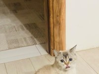 British shorthair kedisi