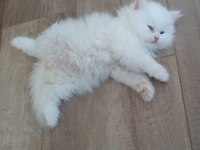 Teslime hazır kartopu gibi chinchilla bebeklerimiz