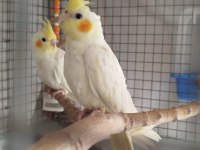 Erkek 4.5 aylık sultan papağanı