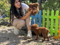 Micro Teacup Boy Kornea Poodle Bebekler