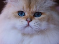 British Longhair Erkek 3.5 Yaşında ny1133