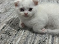 Sevimli scottish fold kedim