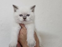 Birinci sınıf scottish fold ve british yavrular