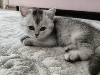British shorthair silver renk