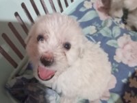 Tuvalet eğitimli maltese terrier yavrular