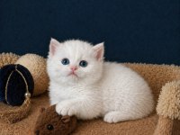 British Shorthair Golden ve Golden Point Yavrular