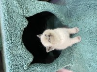 50 günlük orijinal british shorthair bebekler