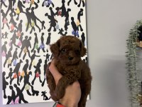 KORE ORJİNAL TOY POODLE EN MİNİK BOY BEBEKLERİM