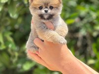 Maltipoo Mersin