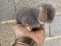 Hollanda Blue Teddy Lop Tavşanı