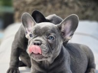 Blue French Bulldog Yavruları İstanbul 