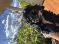 Maltipoo cinsi 2 aylık yavrular