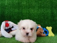 Orijinal Korekan Maltese