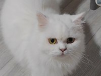 British Longhair Yetişkin Dişi