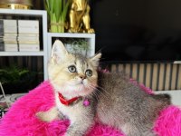 British shorthair black golden
