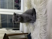 3 aylık erkek scottish fold