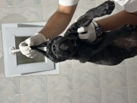 Safkan Dişi Brındle Cane Corso