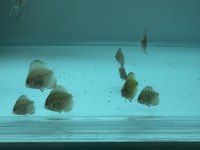 Discus yavru