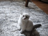Scottish fold blue point yavrularımız