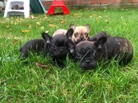 Uygun french bulldog yavrularımız yeni yuvasına hazır