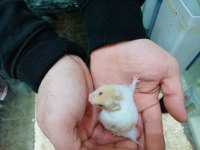 HAMSTERLAR GELDİ