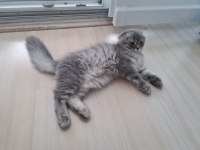 Scottish Fold Longhair