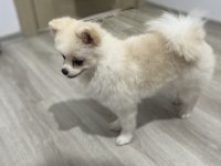2 YAŞINDA PRENSES POMERANİAN