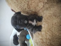 2 yavru French bulldog