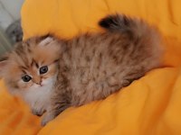 Full şecereli şampiyon ebeveynlere sahip british longhair