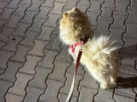 Malatya da 1.5 yaşında pomeranian