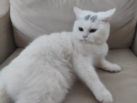 Dünyalar Akıllısı Ve Tatlısı British Shorthair Kedim