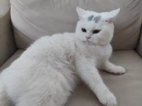 Dünyalar akıllısı ve tatlısı british shorthair kedim