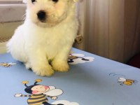 Maltese terrier 45 günlük bebekler