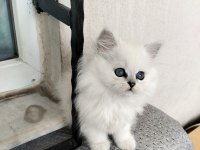 Pamuk Prenses British Longhair Kedimiz