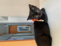 Bombay Yavru Kedi Sahiplendirne