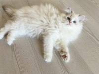 Ragdoll bebek kedimiz