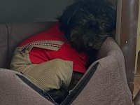 Sevimli zeki maltipoo