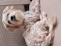 Morkie 9 aylık erkek