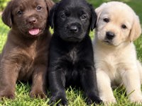 Labrador Retriever Yavrularımız Yeni Ailelerini Bekliyor