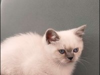 Minik british shorthair kediler
