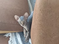 UYGUN FİYATA A KALİTE SFENKS DİŞİLER
