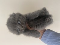 Safkan scottish fold yavrular