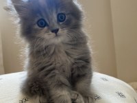 Dişi british longhair kedisi