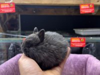 CÜCE NETHERLAND DWARF YAVRU TAVŞANLAR