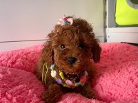 Ciflikten Poodle Yavrularımız Dişi Ve Erkek