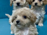 MİNİK MALTİPOO YAVRULAR İÇİN ULAŞABİLİRSİNİZ
